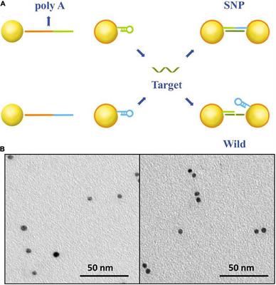 Sensitive Detection of Single-Nucleotide Polymorphisms by Solid Nanopores Integrated With DNA Probed Nanoparticles